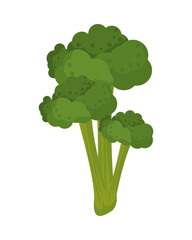 Sticker - broccoli fresh vegetable nature icon