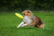 © Rita Kochmarjova - Sheltie dog catches a frisbee disc. Dog activity. Shetland Sheepdog Breed.