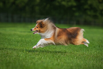 Wall Mural - Sheltie dog running in a flight phase. Dog activity. Shetland Sheepdog Breed. 