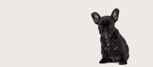 Black French Bulldog Puppy On White Background