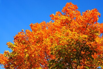 Wall Mural - Colorful golden and red foliage of a maple tree in autumn