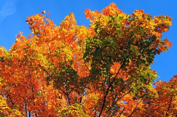 Wall Mural - Colorful golden and red foliage of a maple tree in autumn