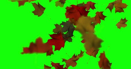 Wall Mural - Animation of falling leaves in autumn loop