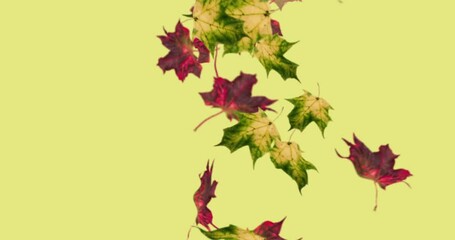 Wall Mural - Animation of beautiful falling leaves in autumn background loop