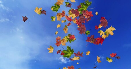 Wall Mural - Animation of falling leaves color in autumn loop