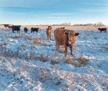 Cows In The Snow