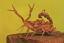 A Scorpion Mother (Hottentotta Hottentotta) Is Holding Its Babies To Protect Them From Predator Attacks.
