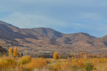 Wall Mural - Beautiful autumn leaf colors in the Uinta National Forest of the Uinta Mountains in Utah