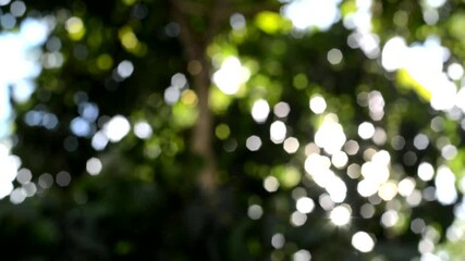 Wall Mural - green bokeh 4k video with a bright blurred green background sparkling beautiful nature of trees in t