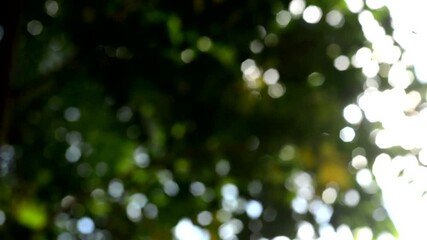 Wall Mural - green bokeh 4k video with a bright blurred green background sparkling beautiful nature of trees in t