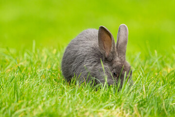 Wall Mural - close up of one cute grey rabbit eating on the green grass field with creamy green background