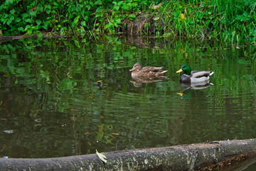 Poster - 2020-10-20 TWO MALLARD DUCKS FLOATING IN A EDDY ON THE ISSAQUAH CREEK