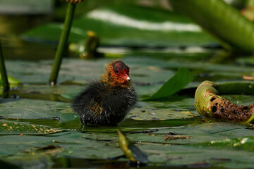 Wall Mural - Eurasian coot (Fulica atra) Juvenile