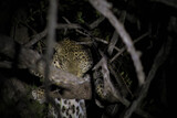 Fototapeta Zwierzęta - sleepy Leopard
