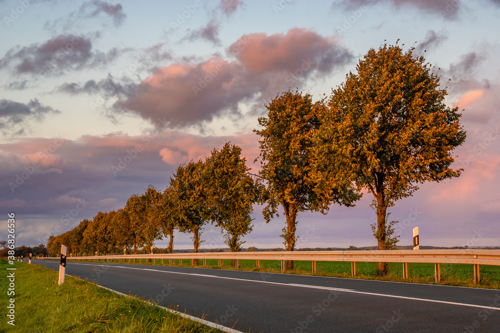 picturesque road with a row of trees in an autumn robe in the rays of the setting sun - obrazy, fototapety, plakaty 