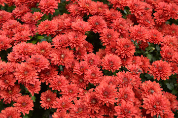 blooming red chrysanthemums in the garden