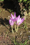 Fototapeta Kwiaty - 秋の花壇に咲くイヌサフランのピンクの花