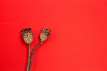 Wall Mural - Dry poppy flowers on red background