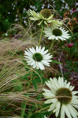 Wall Mural - Echinacea blooming in white on a sunny summer day.