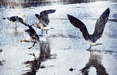  Close up of Seagulls fighting on the beach