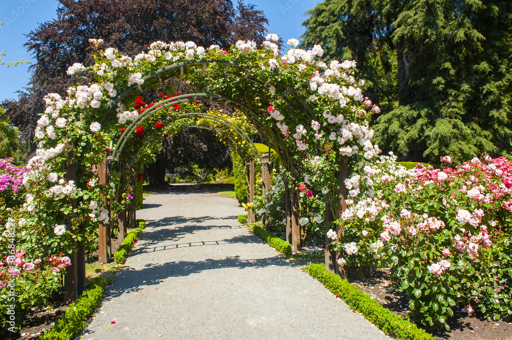 Arch with white blooming roses in the garden Stock Photo | Adobe Stock