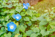 Close Up Of Blue Morning Glory Flowers Blossom In Ornamental Garden