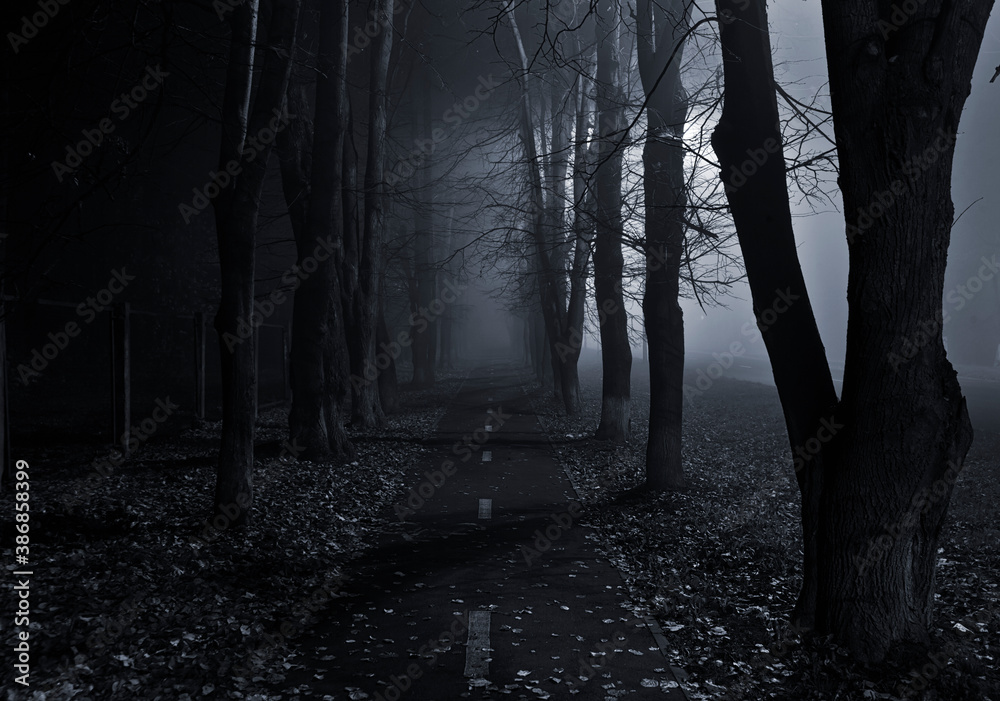 The foggy asphalt road between trees in the night - obrazy, fototapety, plakaty 