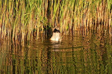 Dabbling Gadwell duck near reeds at sunset