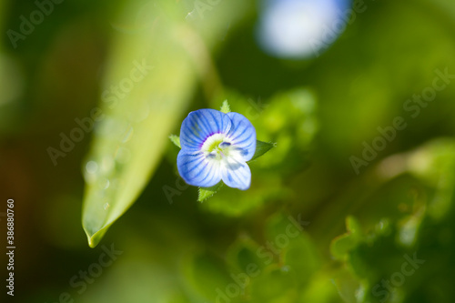 オオイヌノフグリ Buy This Stock Photo And Explore Similar Images At Adobe Stock Adobe Stock