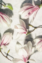 Wall Mural - beautiful pink magnolia flowers on white marble table. top view. flat lay. spring minimal concept.