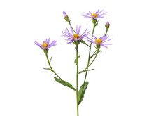 Purple Flower Of Alpine Aster Isolated On White, Aster Alpines
