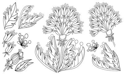 Wall Mural - set of fictional floral elements coloring isolate on a white background illustration for book black and white image with herbal elements anti stress vector graphics print for textile doodle sketch