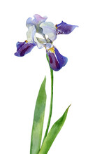 Watercolor Light Blue Iris On White Background