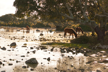 cavallini della giara, giara di gesturi wild horses in nature park