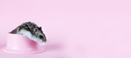 Wall Mural - One Djungarian dwarf hamster is eating and sitting on the plastic bowl on the pink background. banner. hamster portrait