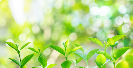 Wall Mural - beautiful nature background with green leaf blurred and copy space.