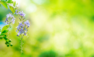 Wall Mural - purple flowers in beautiful nature on blurred background