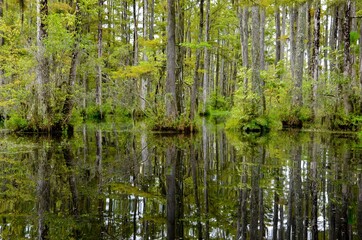  Cypress Gardens in Moncks Corner near Charleston in South Carolina, USA, summer, water lilies, swampland, reflections in water, movie location