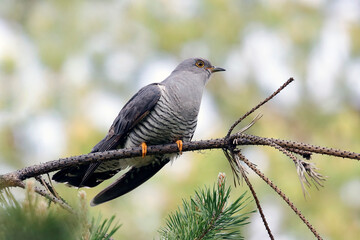 Poster - Cuckoo