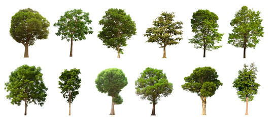 isolated tree green set is located on a white background.collection of isolated tree green on white 