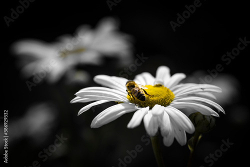 Macro of bee on a daisy
