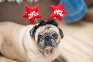 one cute and pretty pug or pet at home wearing a headband with ears they say happy new year - happy dog having fun