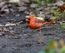 Male Northern Cardinal Foraging On The Ground