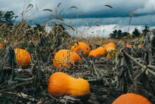 Pumpkins Growing In A Field