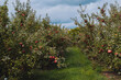 empire apples growing