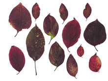 Colourful Autumn Leaves. Selection Isolated Dark Green And Purple Fallen Leaves From Beech And Dogwood Trees
