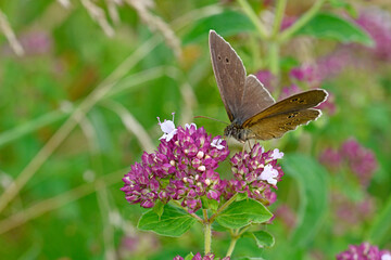 Canvas Print - Ringlet / Brauner Waldvogel, Schornsteinfeger (Aphantopus hyperantus)