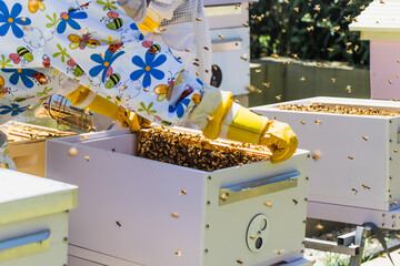 Wall Mural - Beekeeper controlling beehive and comb frame, harvesting honey. Beekeeping concept.