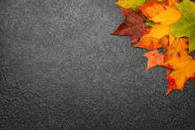 Multicolored Autumn Maple Leaves On Gray Background, Top View, Texture, Background, Concept