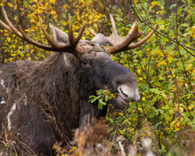 Moose In The Woods